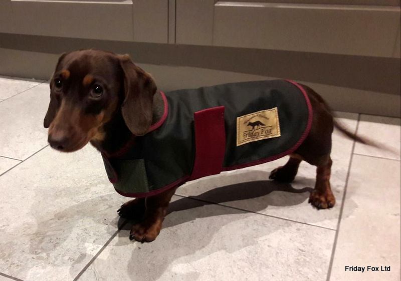 شلل موعد سحق barbour dog coat dachshund 