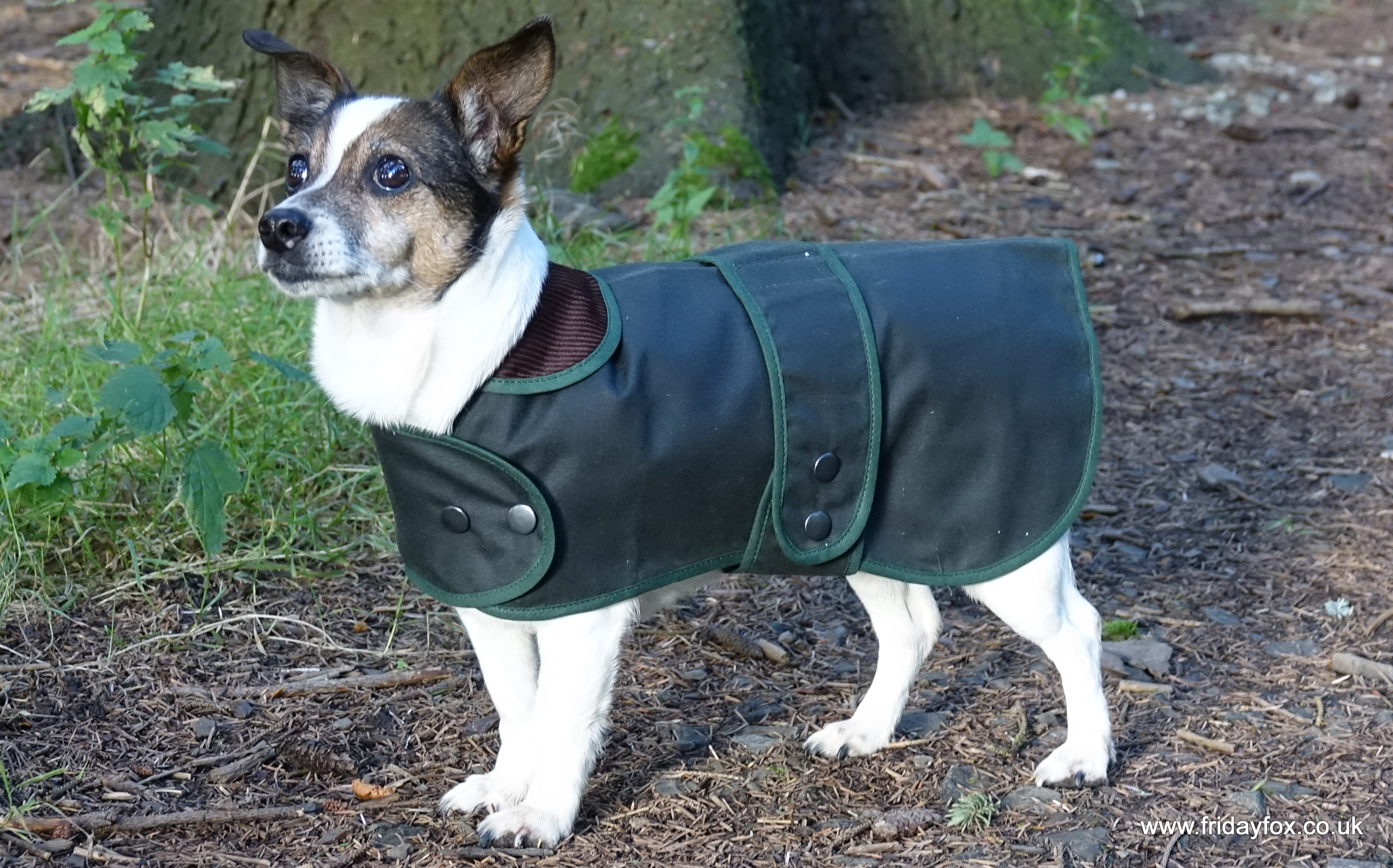 Wax Cotton Terrier Coat