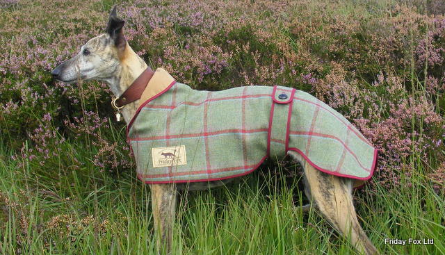 barbour greyhound coat