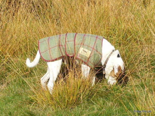 Tweed & moleskin terrier coat from